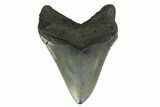 Fossil Megalodon Tooth - South Carolina #130834-1